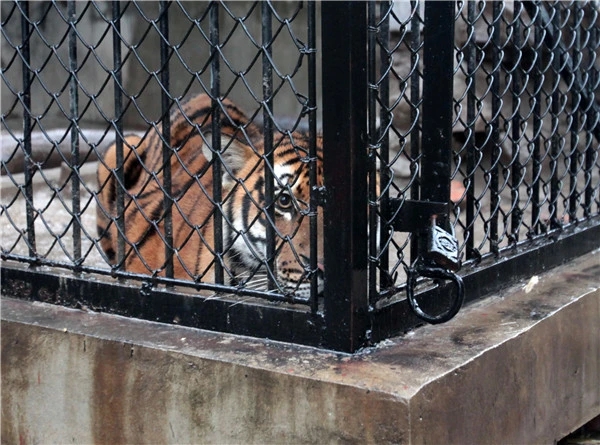 <b>猛虎来自俄罗斯？能否“放虎归山”？“追踪”</b>