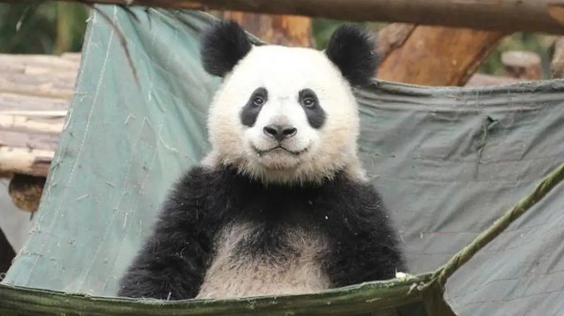 <b>大熊猫长相潦草走红</b>