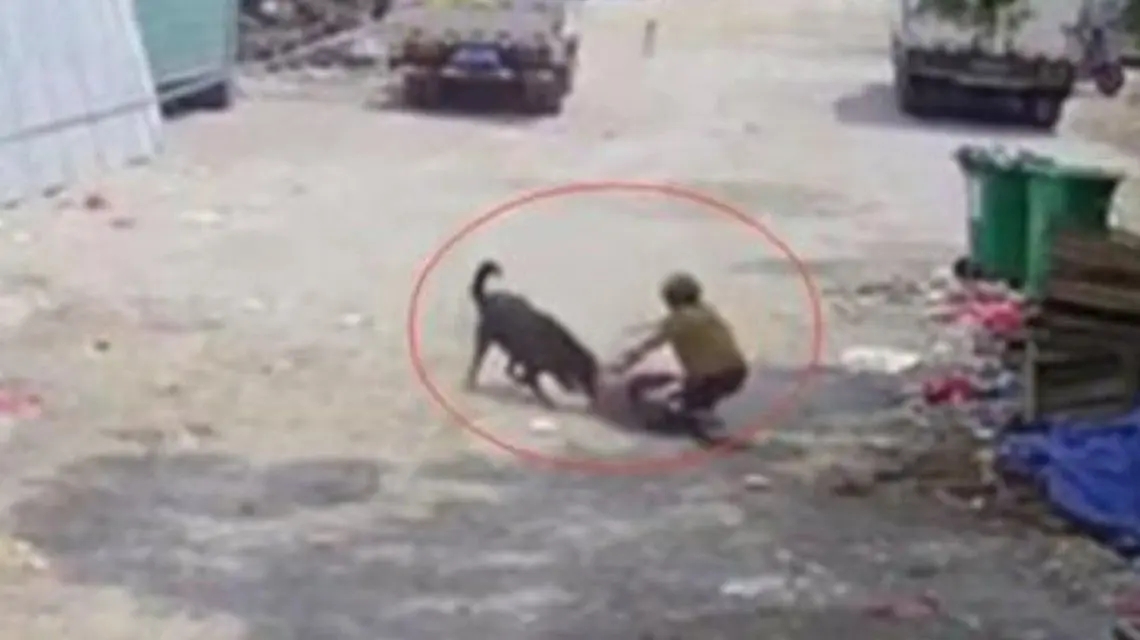 <b>老太被恶犬咬死 家属不同意10万赔偿</b>