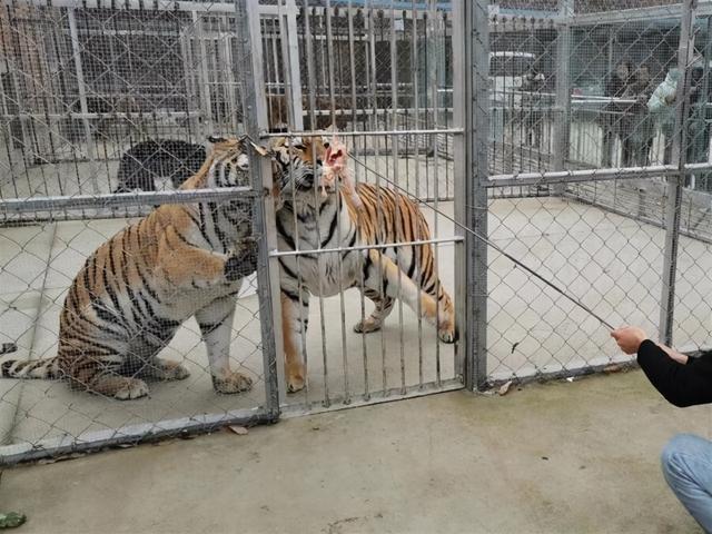 <b>不允许出租的老虎，为何从安徽到了河南？</b>