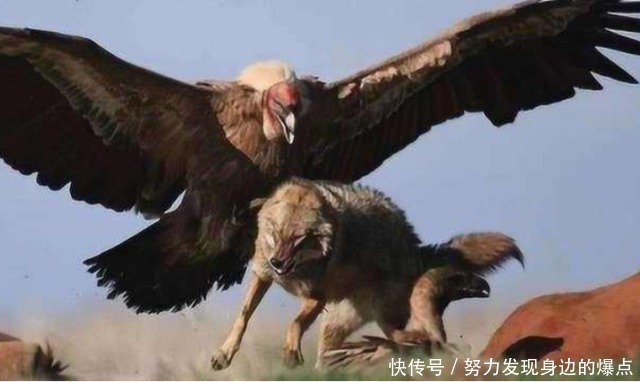 <b>金雕杀伤力有多强？100斤野狼瞬间被“开瓢”！</b>
