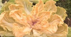 <b>白菜花色更新！新品种橙色大白菜成功试种</b>